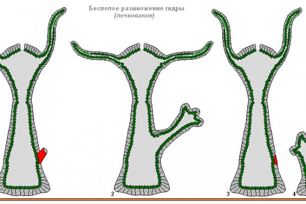 Kraken forum